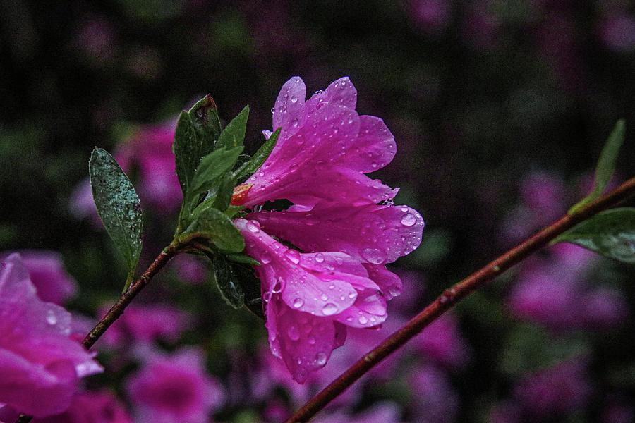 Rain-Kissed Azaleas Photograph by Deb Beausoleil