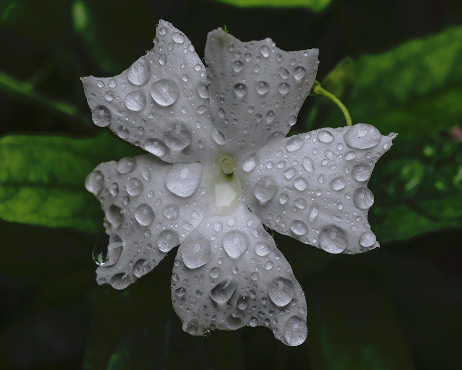 Rain kissed flower Photograph by Vishwanath Bhat