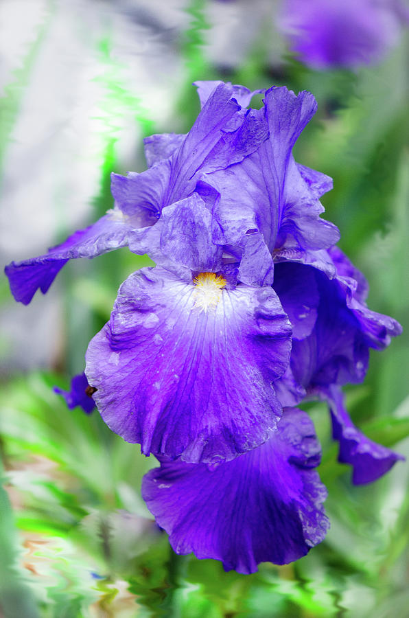 Rain Kissed Iris on Painterly Background  Photograph by Kristin Hatt