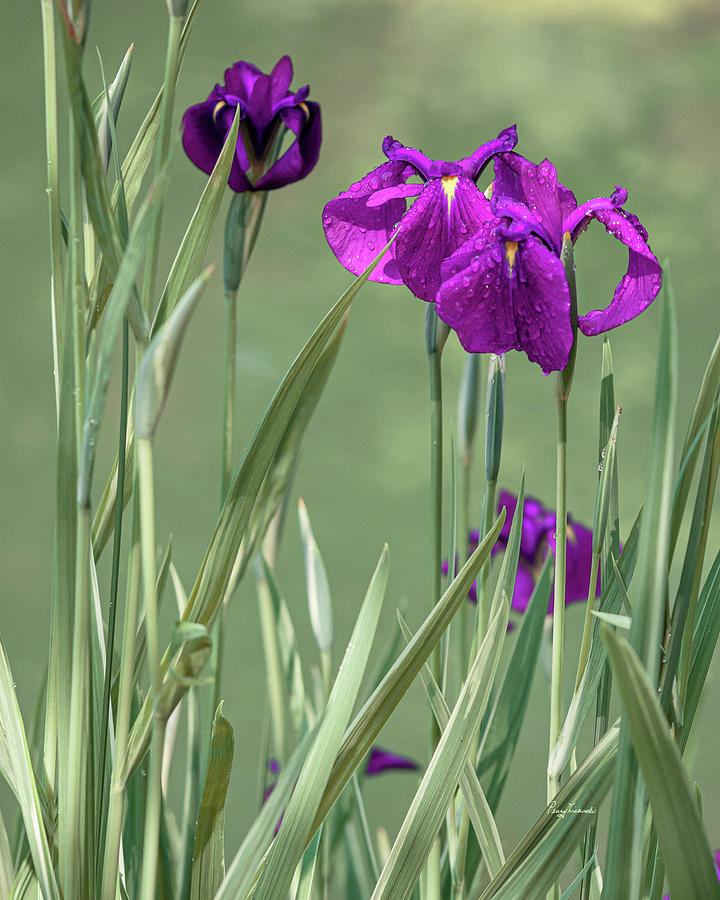 Rain Kissed Irises Photograph by Penny Lisowski