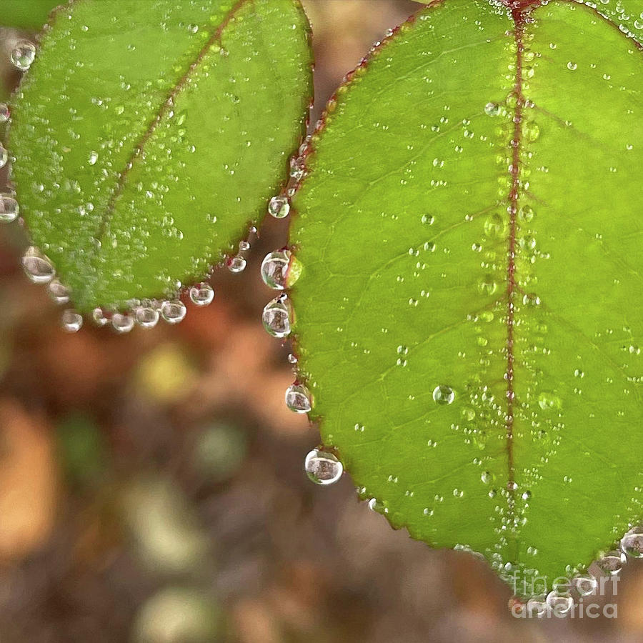 Rain kissed leaves Photograph by April Kirlis - Fine Art America