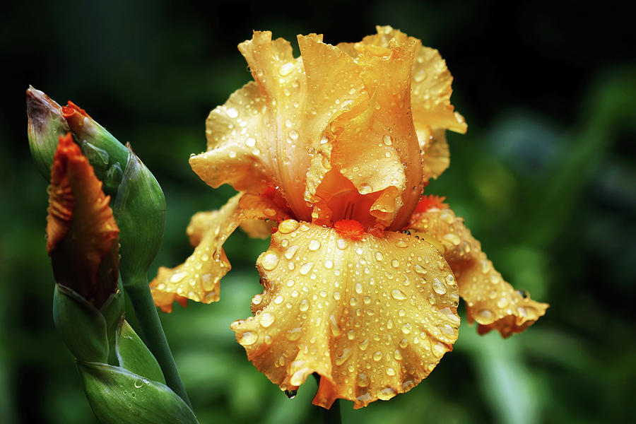 Iris Photograph - Rain Kissed Pure Orange Iris by Debbie Oppermann