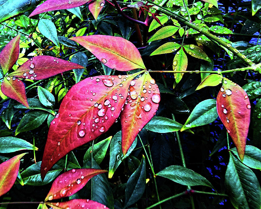Rain Leaf Photograph by Andrew Lawrence