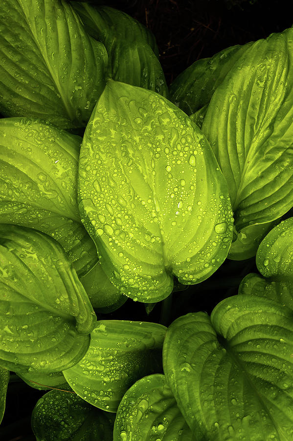Rain of Hosta Leaves Photograph by Bob Orsillo