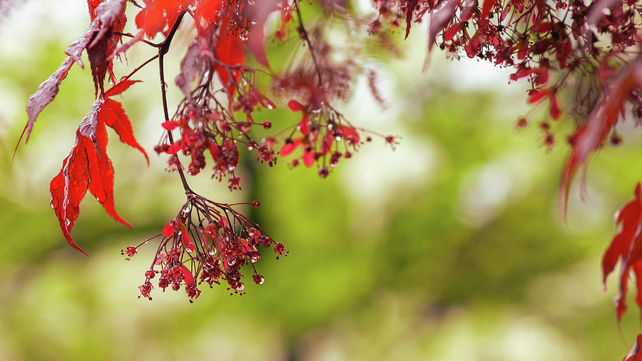Rain on a Red Emperor Maple Photograph by Auden Johnson