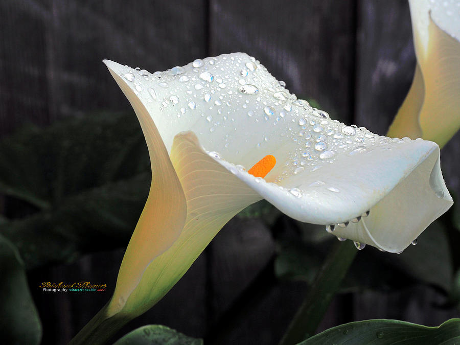 Rain on Calla Lily Photograph by Richard Thomas