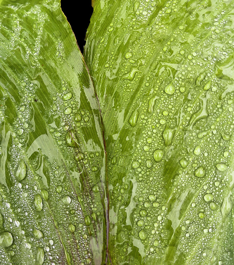 Raindrops On Canna Lily Leaf Photograph by Gary Slawsky
