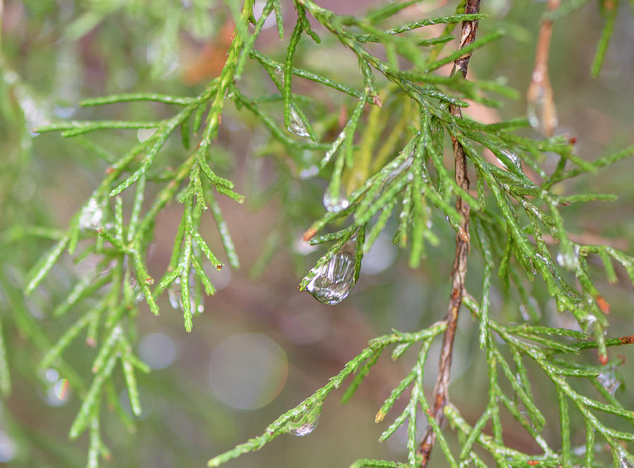 Cedar Photograph - Rain On Cedar by Phil And Karen Rispin