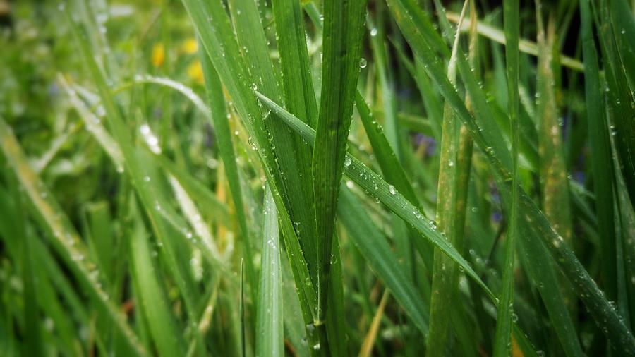 Rain on Grass Photograph by Elisabeth Blum - Pixels