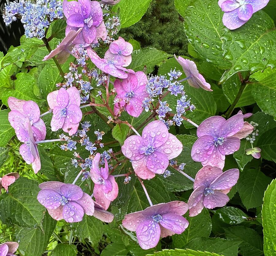 Rain on hydrangeas Photograph by Louise Lavallee | Pixels