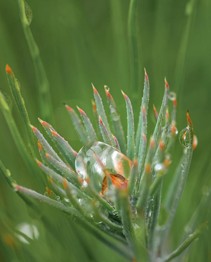 Rain On Pine Bud Photograph by Karen Rispin