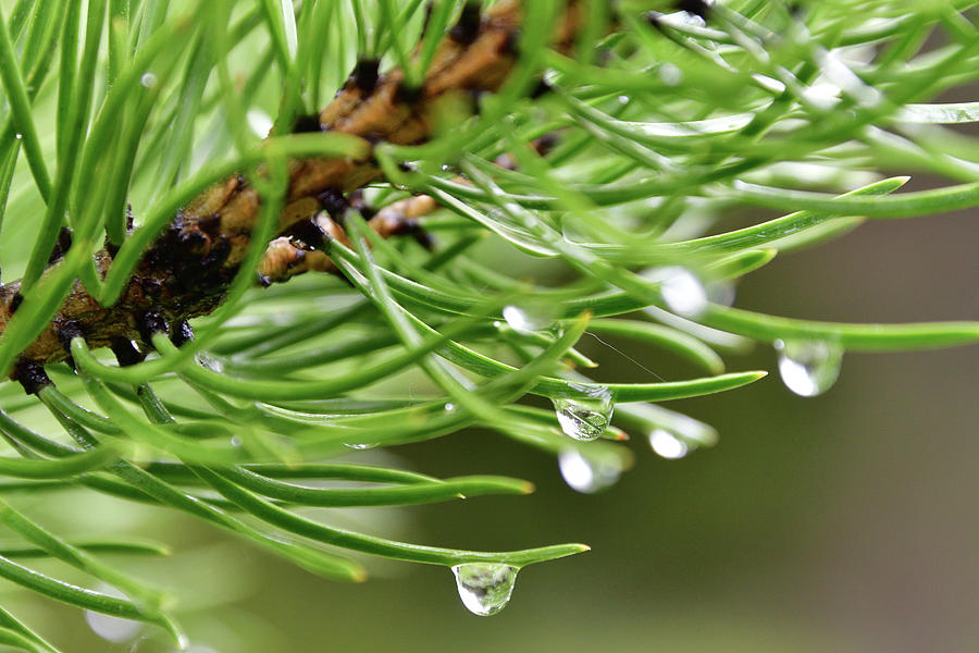 Rain on Pine Needle Photograph by Sheryl Macklin - Fine Art America