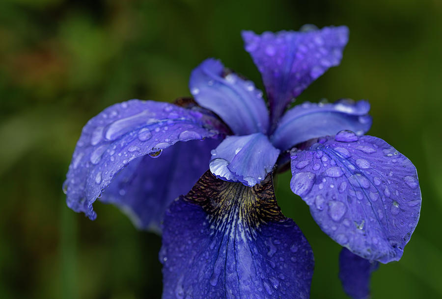Rain on Siberian Iris Photograph by Robert Potts