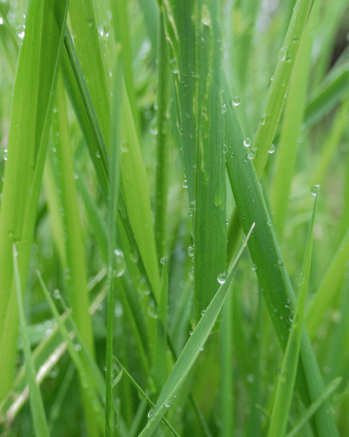 Summer Photograph - Rain On Tall Grass Leaves by Phil And Karen Rispin