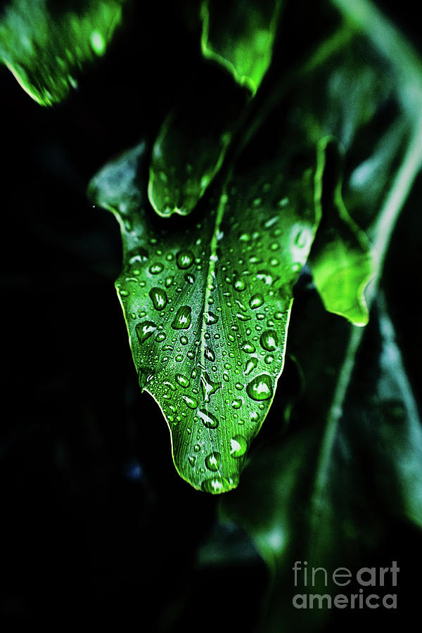 Jungle Photograph - Rain On The Philodendron - analog edit by Scott Pellegrin