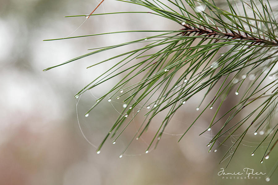 Rain on the pine Photograph by Jamie Tyler