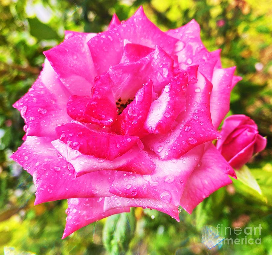 Rain on the Rose Photograph by Charlene Adler | Pixels