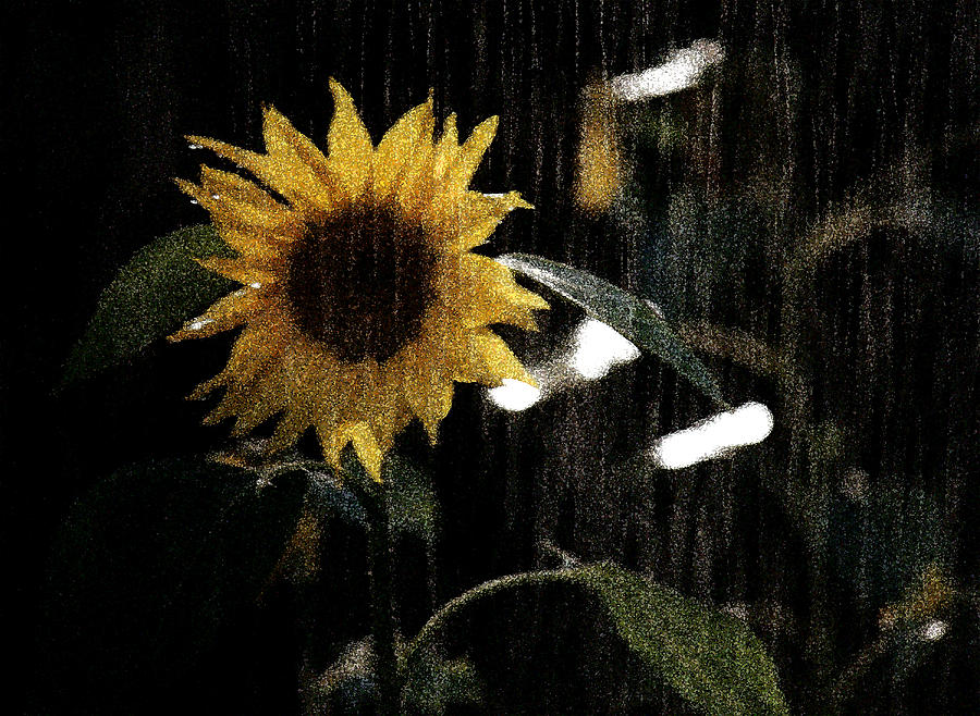 Rain on the Sun Photograph by Wayne King