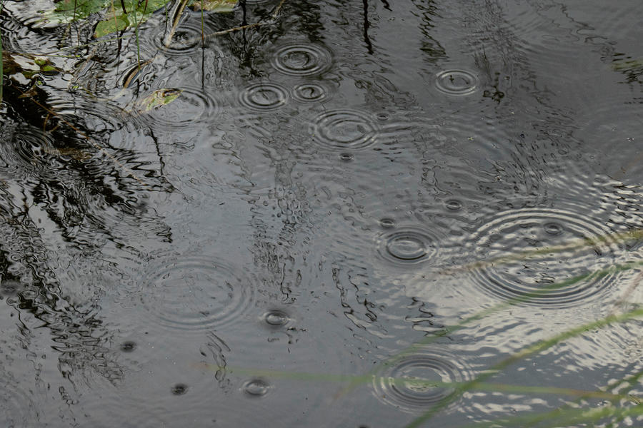 Rain Photograph - Rain On Water by Phil And Karen Rispin