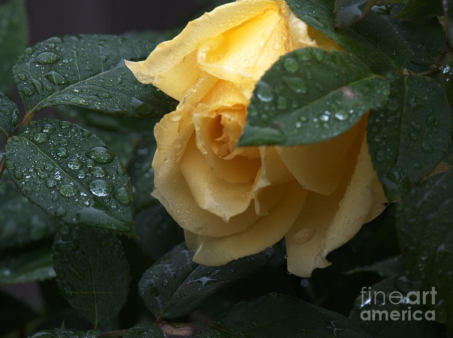 Rain on Yellow Rose Photograph by Richard Thomas