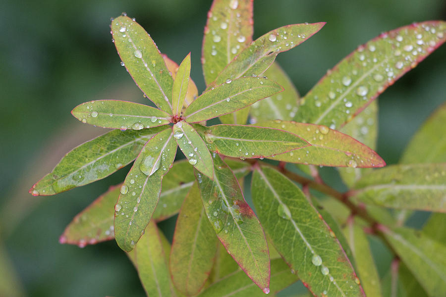 Rain Soaked Autumn Leaves Of Euphorbia Fireglow, Euphorbia Griffithi Photograph