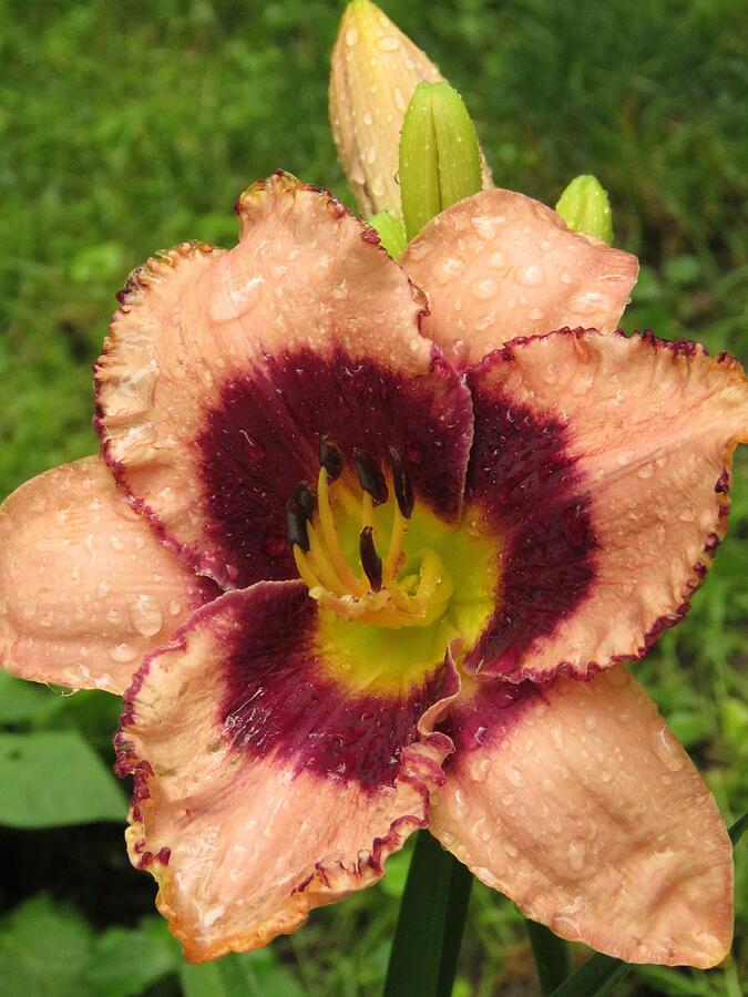 Rain Soaked Daylily Photograph by Lori Frisch - Fine Art America