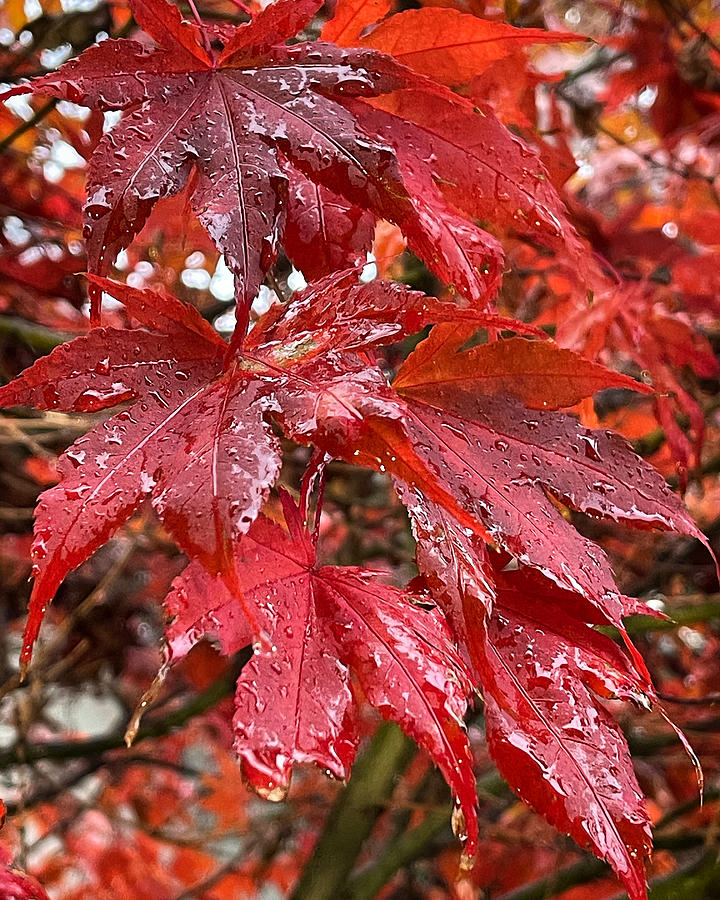 Rain Soaked Leaves Photograph by Brian Eberly