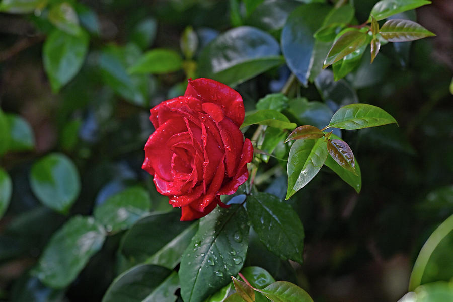 Rain soaked red rose Photograph by Amazing Action Photo Video