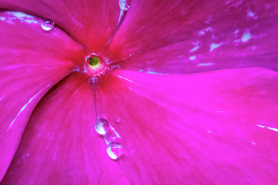 Rain-soaked Vinca Bloom Photograph