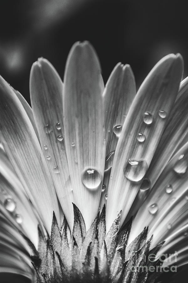 Rain Sprinkled Gerber Daisy Photograph by Kelly Nowak