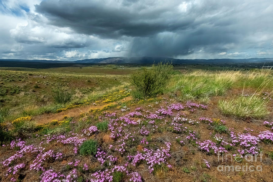 Desert Photograph - Rain Squall over Mt. Clemans by Michael Dawson