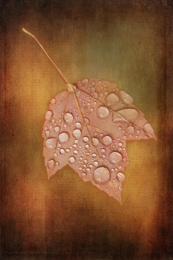 Rain Touched Leaf Digital Art by Terry Davis