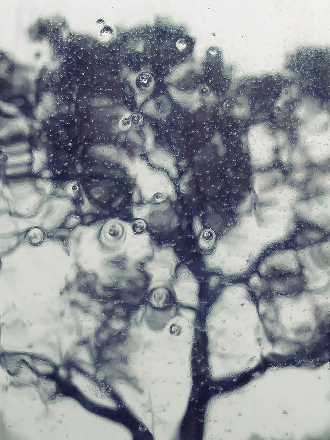 Rainy Photograph - Rain Tree Silhouette by Jayme Kinsey Rainy Photograph - Rain Tree Silhouette by Jayme Kinsey