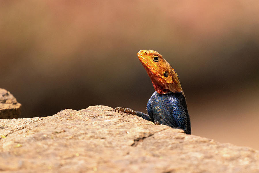 Rainbow Agama #1 Photograph by Ewa Jermakowicz