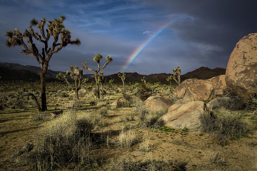 Rainbow and Joshua Trees Photograph by Rick Strobaugh