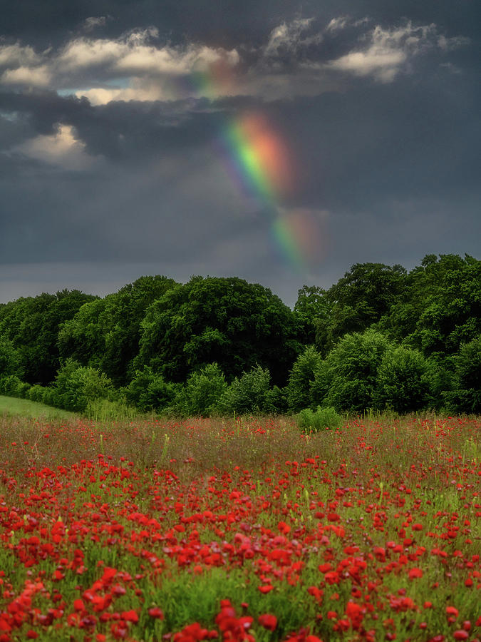 Rainbow and Poppies Photograph by Framing Places