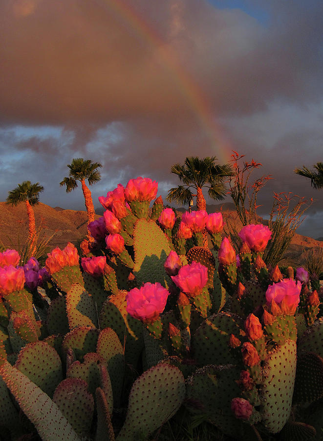 Rainbow Photograph - Rainbow and Prickly Pear flowers by Sicco Rood