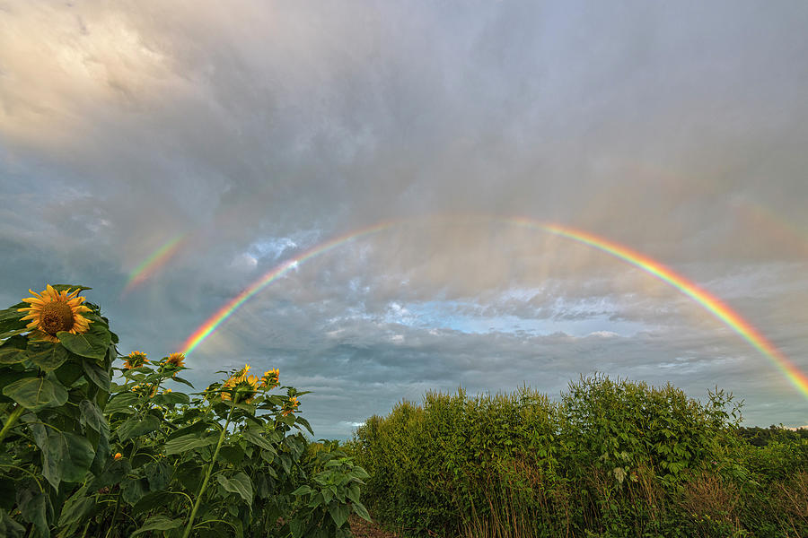 Rainbow And Sunflowers Photograph by Angelo Marcialis