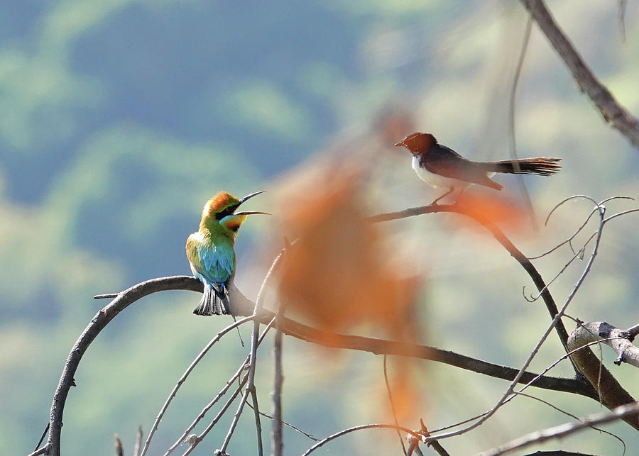 Rainbow Bee-eater versus Willy Wagtail Photograph by Maryse Jansen