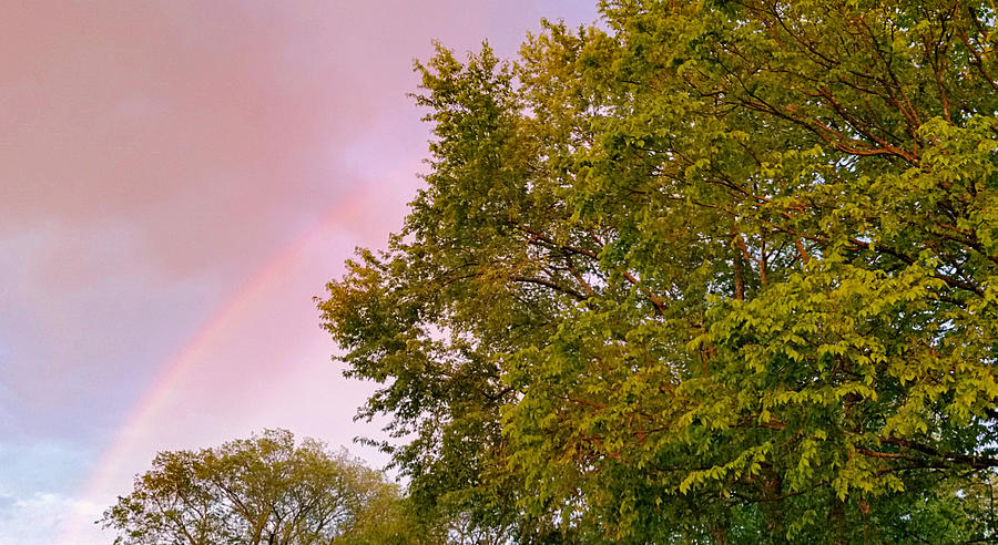 Rainbow Behind the Trees Photograph by Ally White