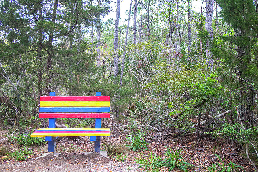 Rainbow Bench in the Croatan National Forest Photograph by Bob Decker