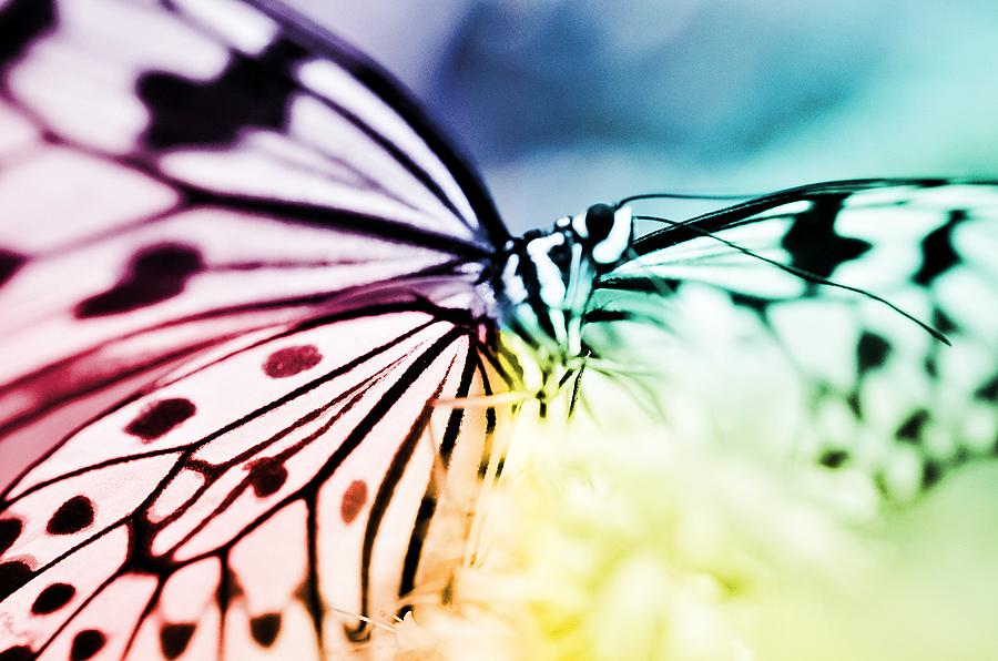 Rainbow Butterfly Photograph by Marianna Mills