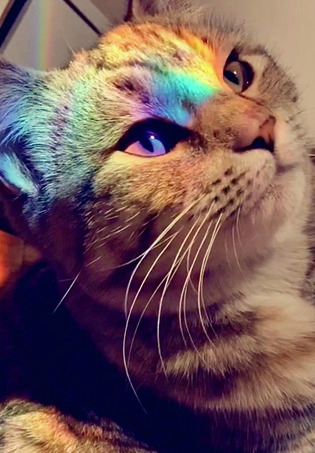 Rainbow Cat Digital Art by Kaya Ramer Loll - Pixels