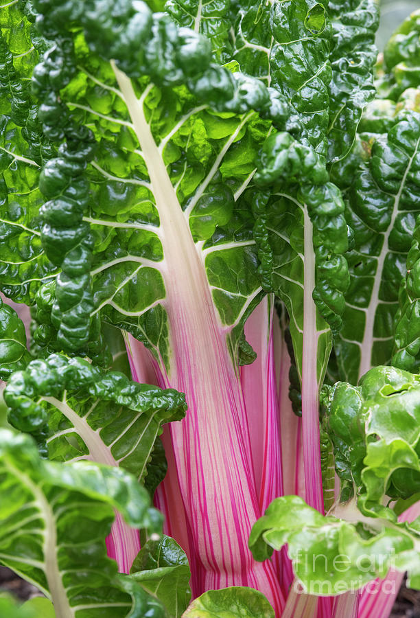 Rainbow Chard Vegetable Photograph by Tim Gainey
