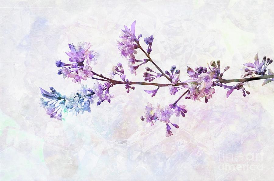 Rainbow Cherry Blossoms  Mixed Media by Elaine Manley