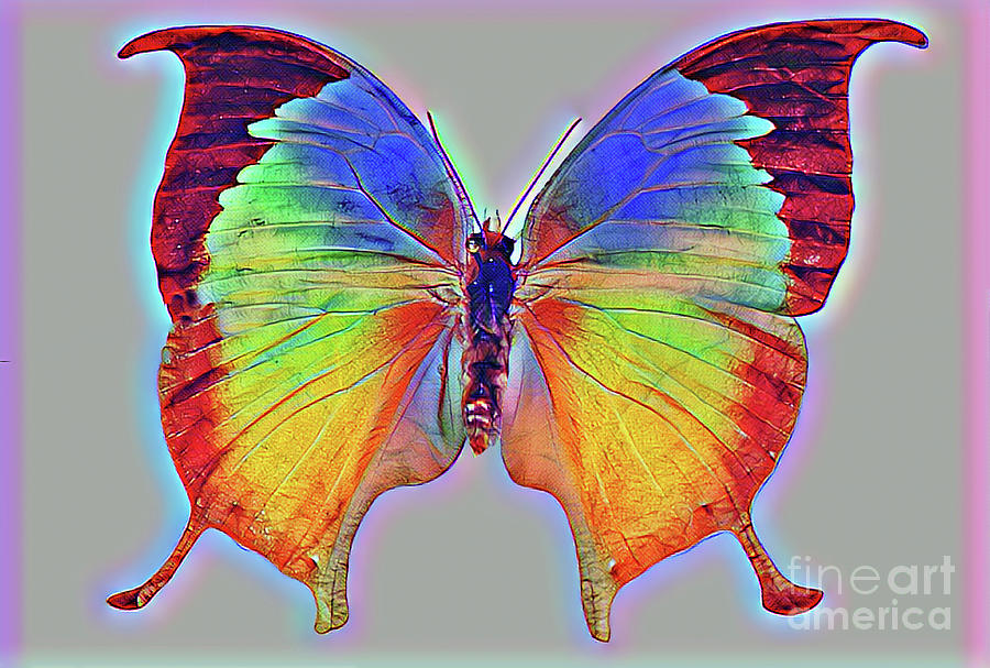 Rainbow Colors of Butterfly Photograph by Wernher Krutein - Fine Art ...