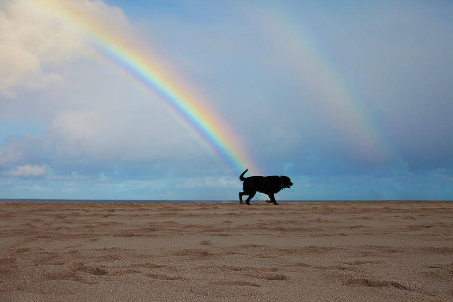 Rainbow Dog Photograph by Sean Davey