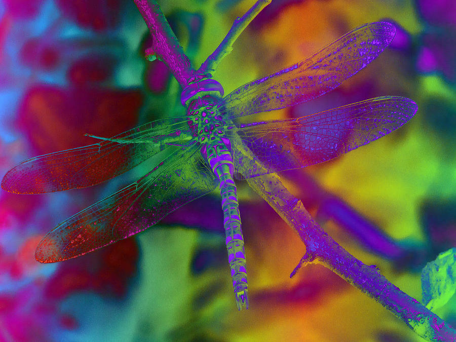 Rainbow Dragonfly  Digital Art by Nature Art