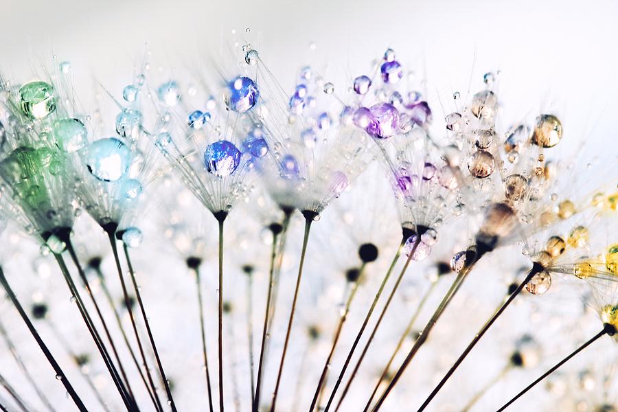Rainbow droplets on Dandelion seeds Photograph by Marianna Mills