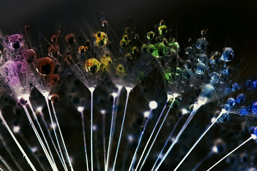 Rainbow droplets on Dandelion seeds - Neon Photograph by Marianna Mills